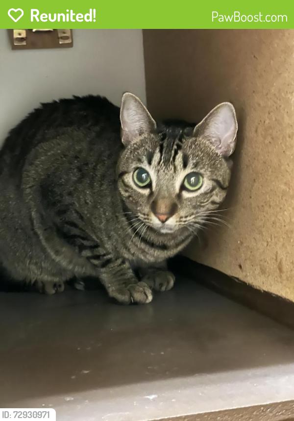 Reunited Female Cat last seen Sunrise Ridge apmts, Tucson, AZ 85718