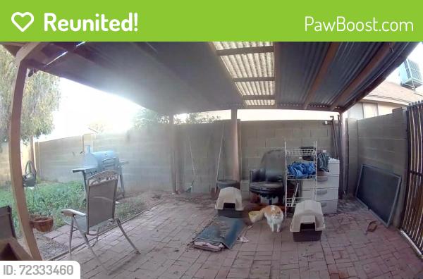 Reunited Unknown Cat last seen 76th Ave and Cactus , Peoria, AZ 85381