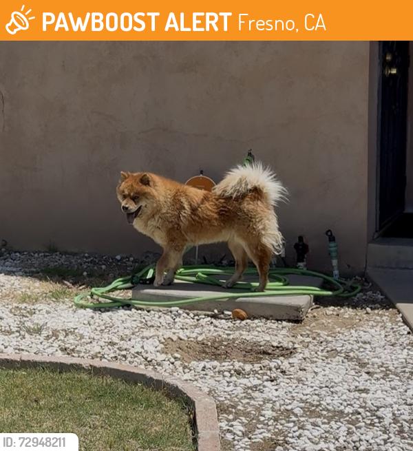Found/Stray Unknown Dog last seen Olive & Chestnut, Fresno, CA 93727