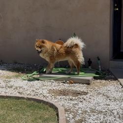 Found/Stray Unknown Dog last seen Olive & Chestnut, Fresno, CA 93727