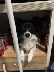 Lost Male Dog last seen Marine and crenshaw, Gardena, CA 90249