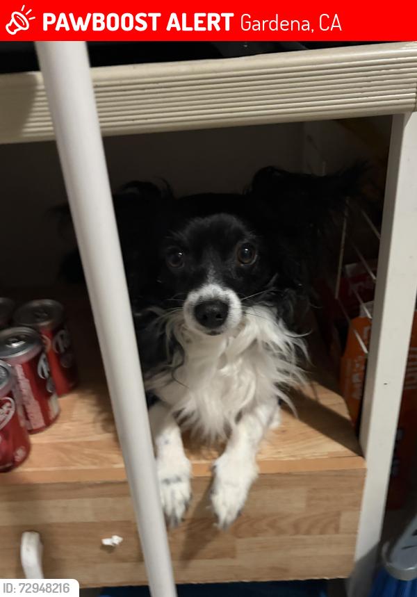 Lost Male Dog last seen Marine and crenshaw, Gardena, CA 90249