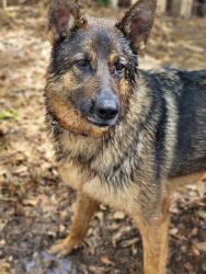 Reunited Male Dog last seen Quincy Dr & Brushy Creek Rd, South Carolina 29650, USA, Greenville County, SC 29650