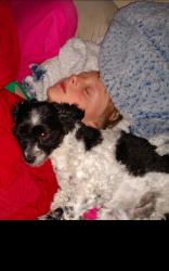 Reunited Female Dog last seen Near Fairfield AND GENTILE , Layton, UT 84041