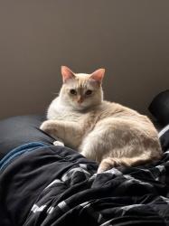 Lost Male Cat last seen Michigan, Concord, CA 94521