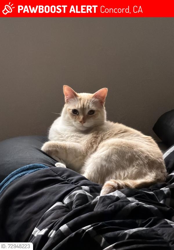 Lost Male Cat last seen Michigan, Concord, CA 94521