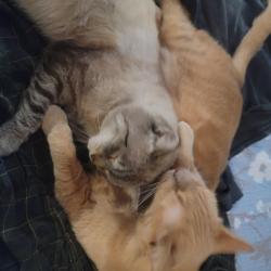Lost Male Cat last seen Glick Court and Earle Lane in Redondo Beach, Redondo Beach, CA 90278