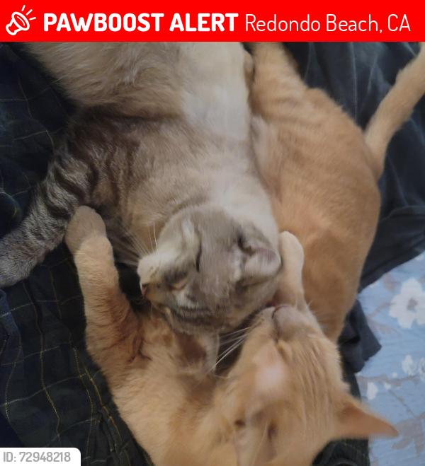 Lost Male Cat last seen Glick Court and Earle Lane in Redondo Beach, Redondo Beach, CA 90278