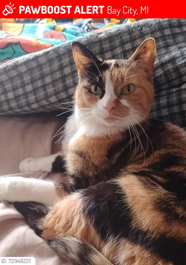 Lost Female Cat last seen 3rd and Lincoln, Bay City, MI 48708