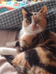 Lost Female Cat last seen 3rd and Lincoln, Bay City, MI 48708