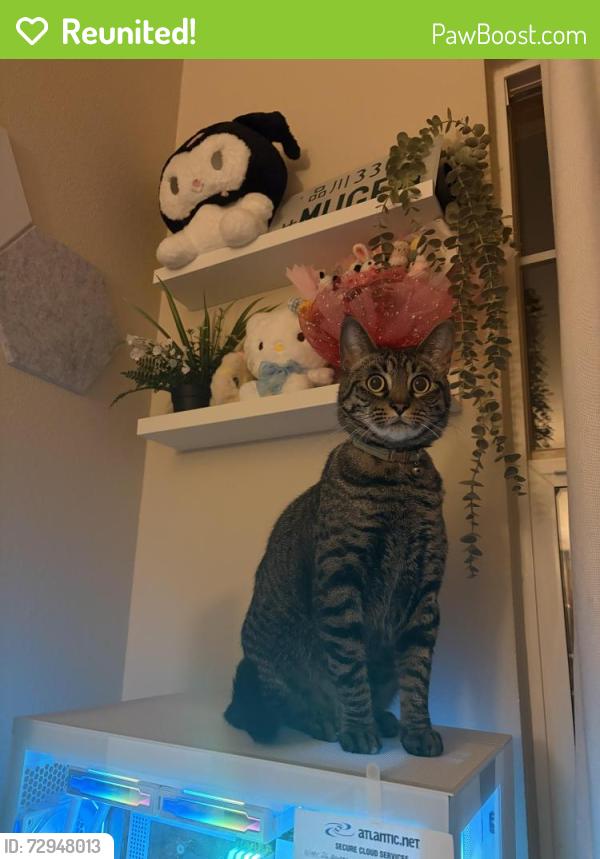 Reunited Female Cat last seen Fowler Creek Park, San Jose, CA 95135