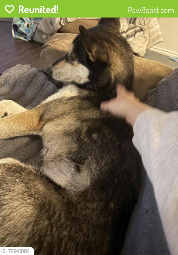Reunited Female Dog last seen Boulevard lorrain , Gatineau, QC 