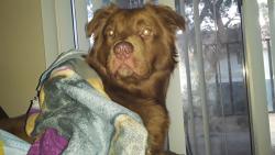 Lost Male Dog last seen Albertsons  or sprouts  ares, Las Vegas, NV 89139