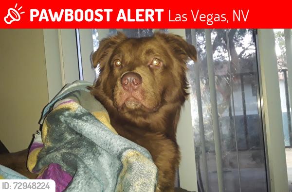 Lost Male Dog last seen Albertsons  or sprouts  ares, Las Vegas, NV 89139