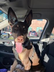 Reunited Male Dog last seen Brickyard bar, Salt Lake City, UT 84105