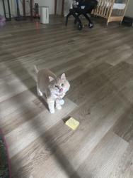 Lost Female Cat last seen 67th place SE and 121st Place SE, Bellevue, WA 98006