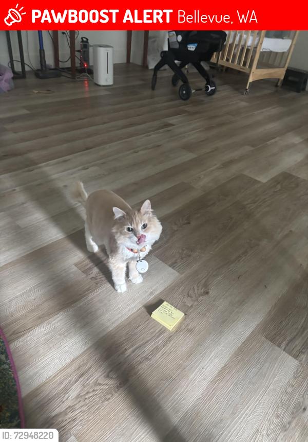 Lost Female Cat last seen 67th place SE and 121st Place SE, Bellevue, WA 98006