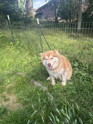 Reunited Female Dog last seen Abingdon, VA, USA, Abingdon, VA 24210