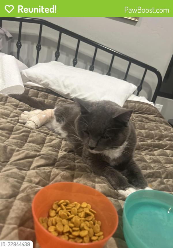 Reunited Male Cat last seen School Lane, Suamico, WI 54313