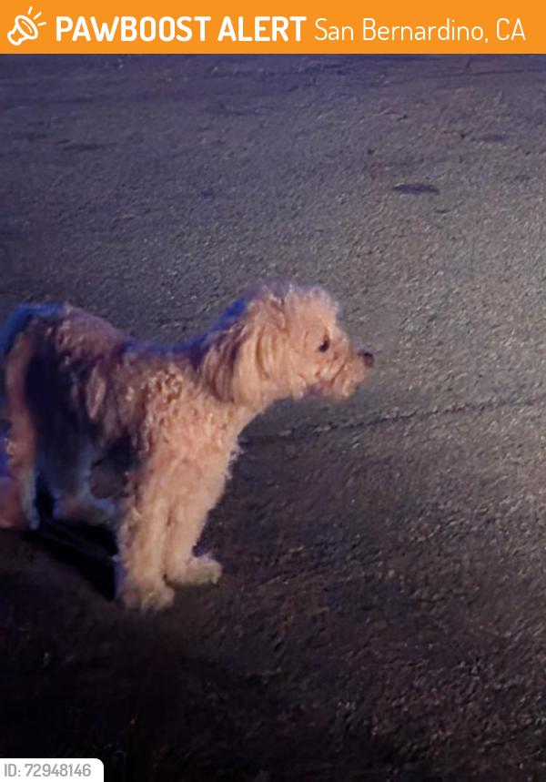 Found/Stray Unknown Dog last seen 28th and San Gabriel, San Bernardino, CA 92404