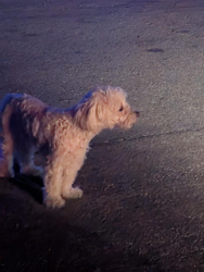 Found/Stray Unknown Dog last seen 28th and San Gabriel, San Bernardino, CA 92404