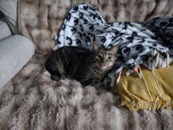 Reunited Female Cat last seen Division street and Kingston Avenue, Lisle, IL 60532