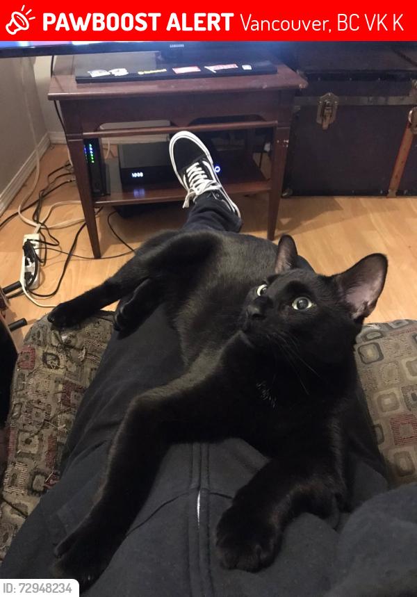 Lost Male Cat last seen Windermere and Graveley , Vancouver, BC V5K 3K9