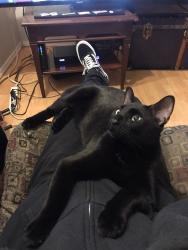 Lost Male Cat last seen Windermere and Graveley , Vancouver, BC V5K 3K9