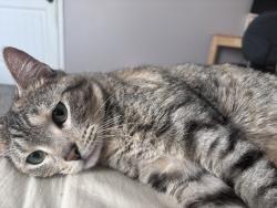 Lost Female Cat last seen Near N Leonard Street, Portland, OR 97203