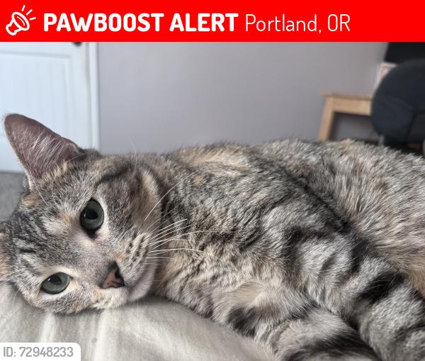 Lost Female Cat last seen Near N Leonard Street, Portland, OR 97203