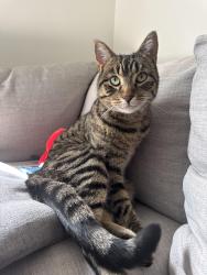 Reunited Male Cat last seen Near east 900 south, Salt Lake City, UT 84105