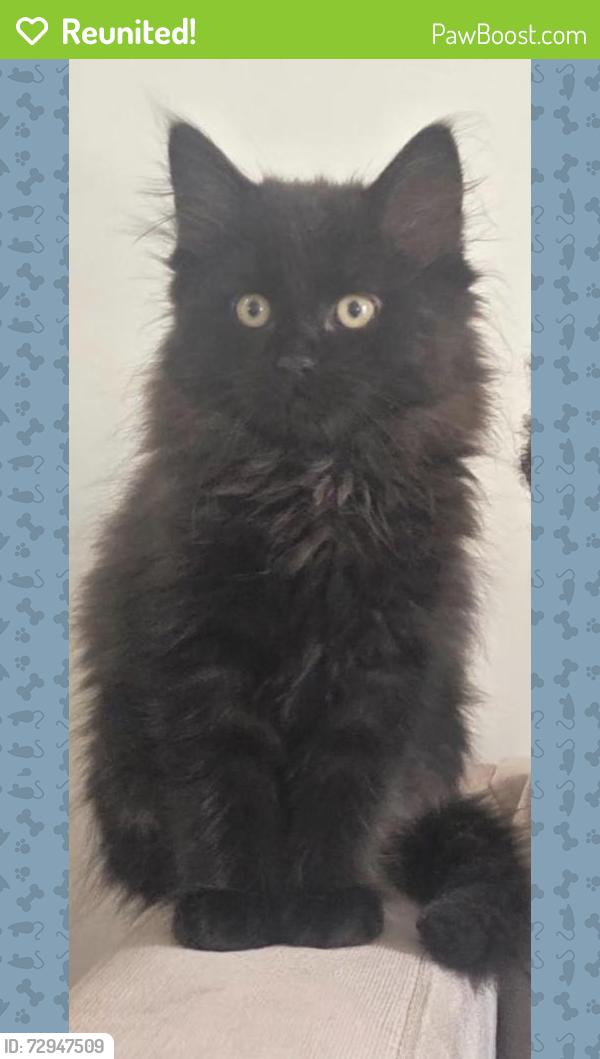Reunited Male Cat last seen Near Pacific Ave, Moncton, NB E1E 2G2