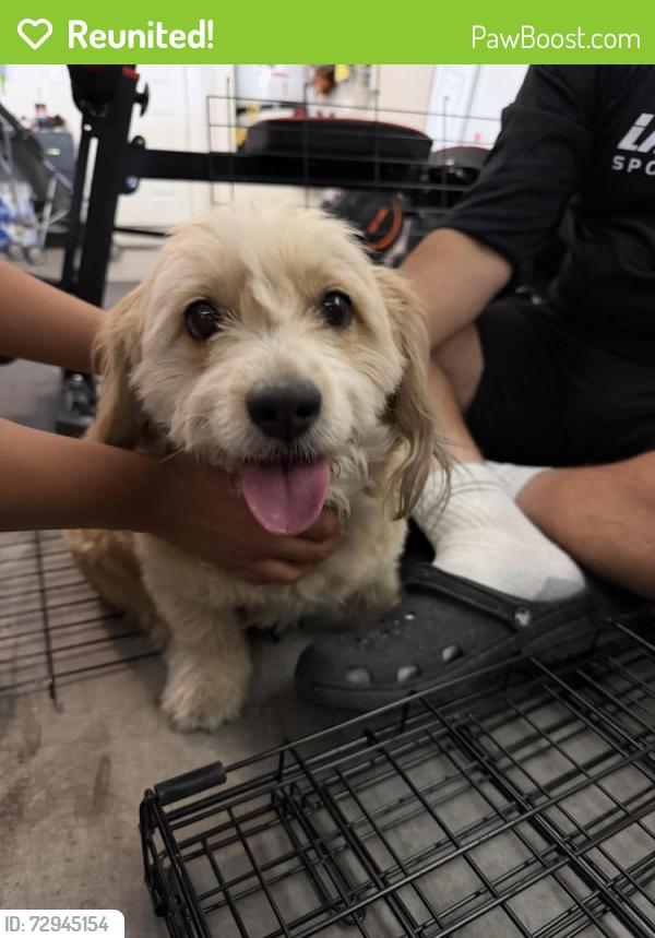 Reunited Unknown Dog last seen Novak and Centennial, Las Vegas, NV 89115