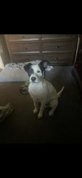 Lost Male Dog last seen somerset and orizaba, Paramount, CA 90723