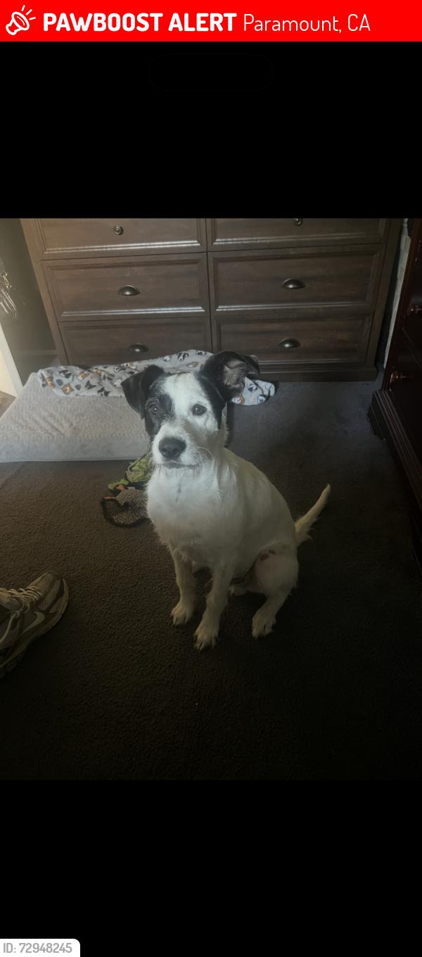 Lost Male Dog last seen somerset and orizaba, Paramount, CA 90723