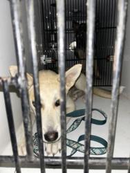 Shelter Stray Female Dog last seen Atlanta, GA 30349, Atlanta, GA 30336
