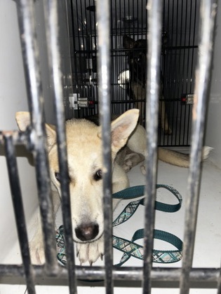 Shelter Stray Female Dog last seen Atlanta, GA 30349, Atlanta, GA 30336