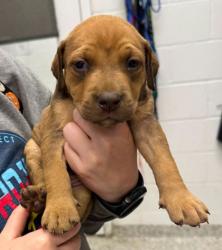 Shelter Stray Female Dog last seen 13th and Belfountain, 64102, MO, Kansas City, MO 64132
