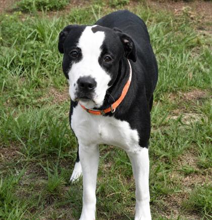 Shelter Stray Female Dog last seen Inverness, FL 34450, Inverness, FL 34450