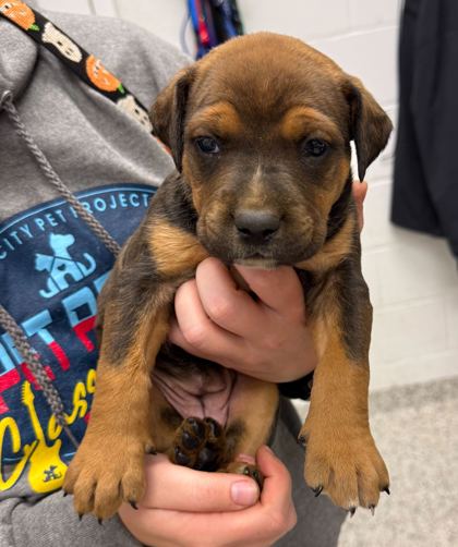 Shelter Stray Female Dog last seen 13th and Belfountain, 64102, MO, Kansas City, MO 64132