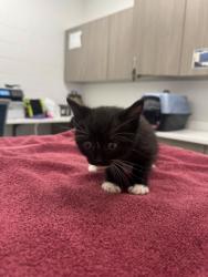 Shelter Stray Female Cat last seen E 51st St & College Ave, 64130, 64130, MO, Kansas City, MO 64132