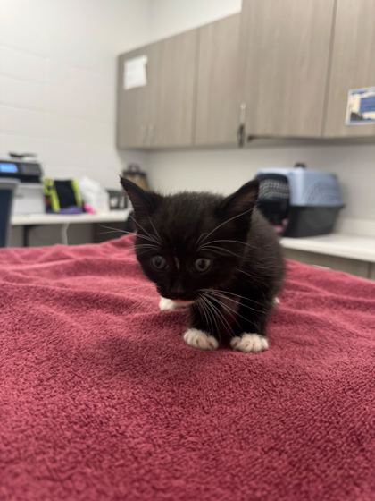 Shelter Stray Female Cat last seen E 51st St & College Ave, 64130, 64130, MO, Kansas City, MO 64132