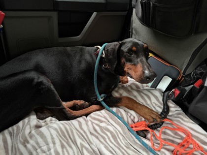 Shelter Stray Female Dog last seen Inverness, FL 34452, Inverness, FL 34450
