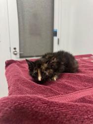Shelter Stray Female Cat last seen E 51st St & College Ave, 64130, 64130, MO, Kansas City, MO 64132