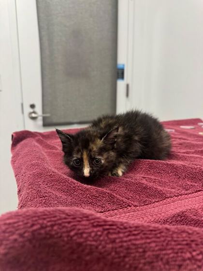 Shelter Stray Female Cat last seen E 51st St & College Ave, 64130, 64130, MO, Kansas City, MO 64132