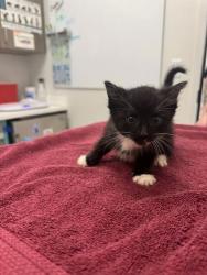 Shelter Stray Female Cat last seen E 51st St & College Ave, 64130, 64130, MO, Kansas City, MO 64132