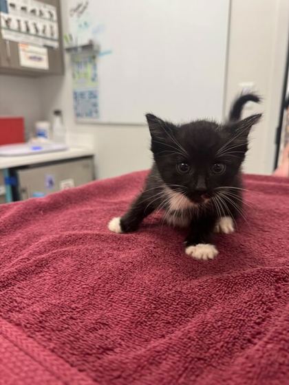 Shelter Stray Female Cat last seen E 51st St & College Ave, 64130, 64130, MO, Kansas City, MO 64132