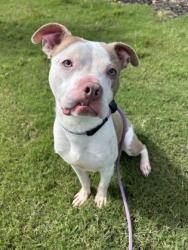 Shelter Stray Male Dog last seen Near Northeast Expy NE, 30345, GA, Atlanta, GA 30341