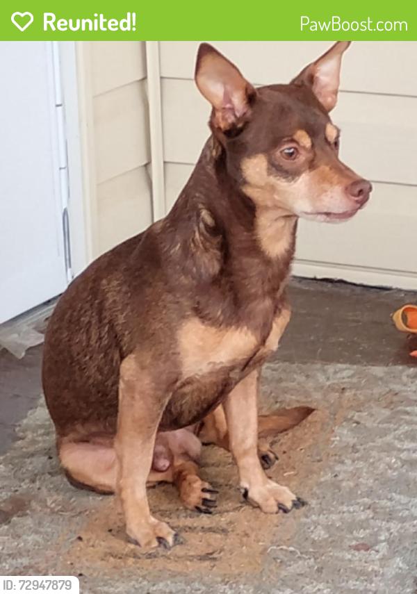 Reunited Male Dog last seen Henton Dr NE, Shannon, GA 30161, USA, Shannon, GA 30161