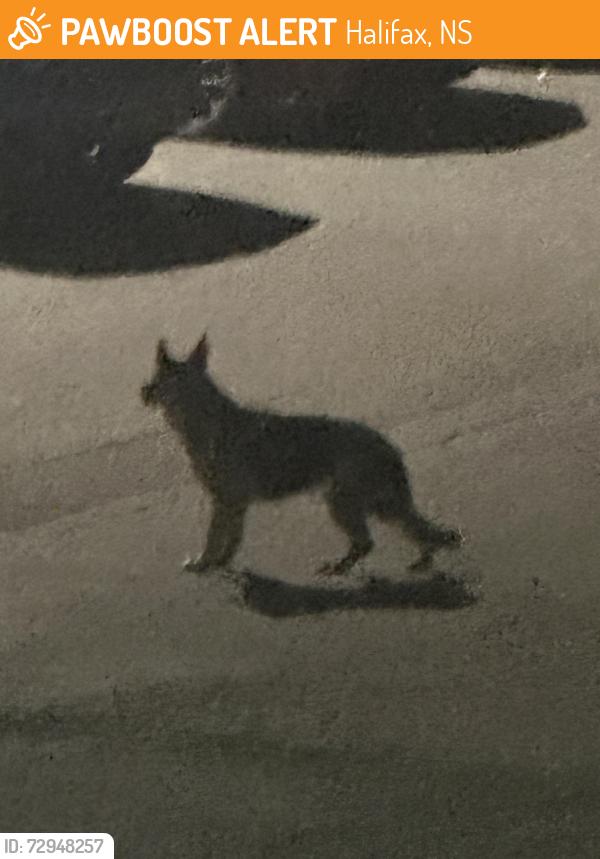 Found/Stray Unknown Dog last seen mcfatridge road, Halifax, NS 